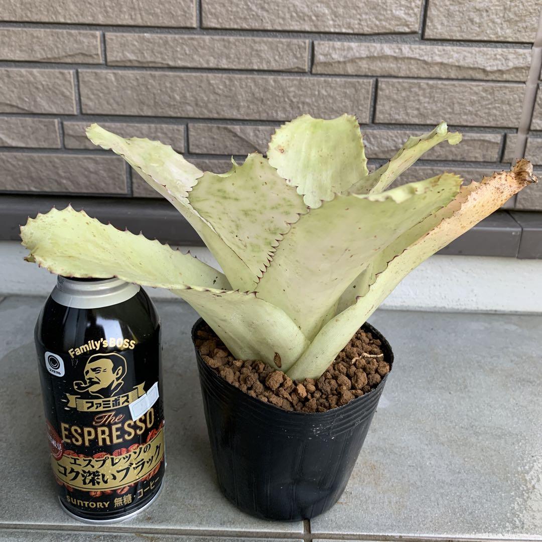 ブロメリア・エアープランツ Neoregelia Retrorsa