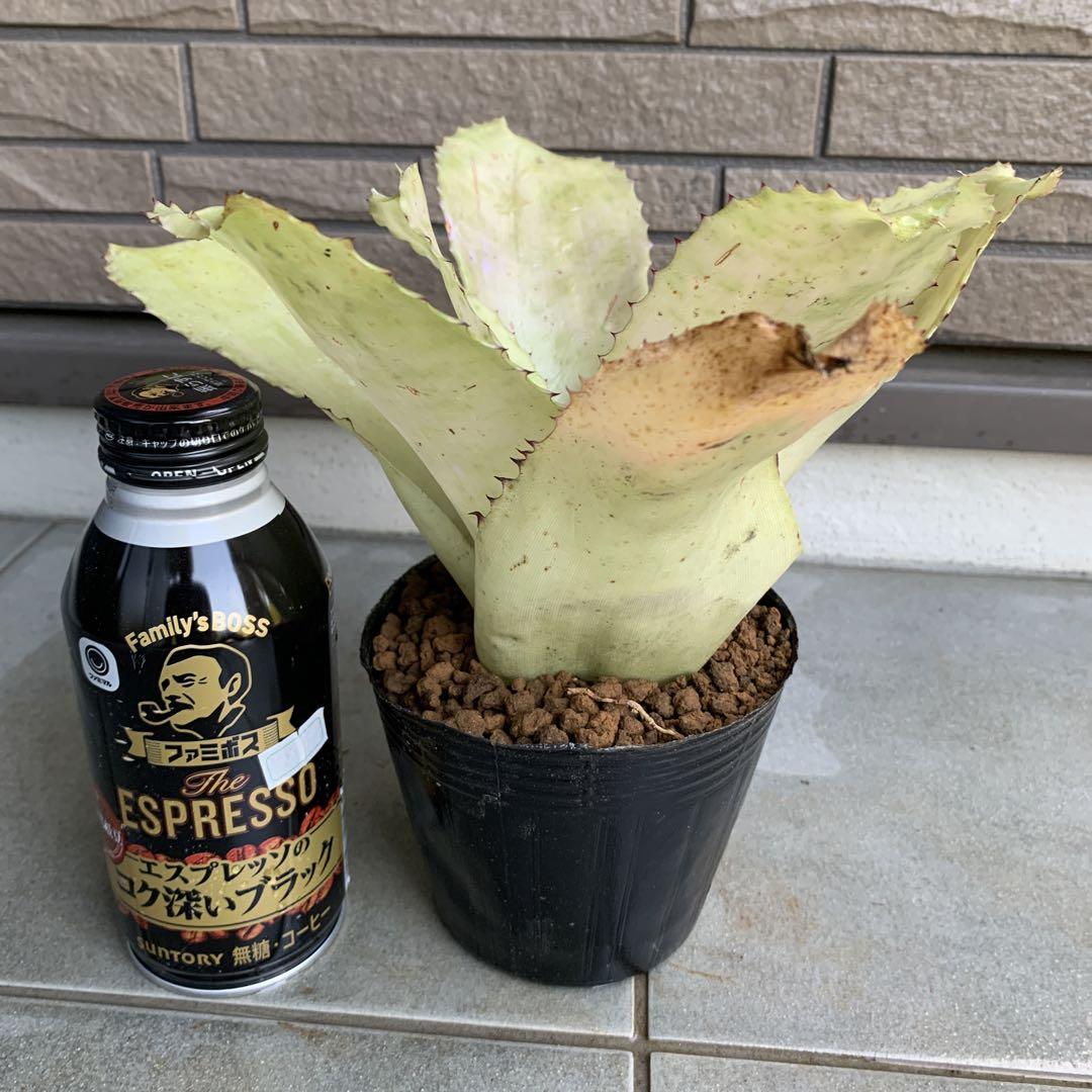 ブロメリア・エアープランツ Neoregelia Retrorsa