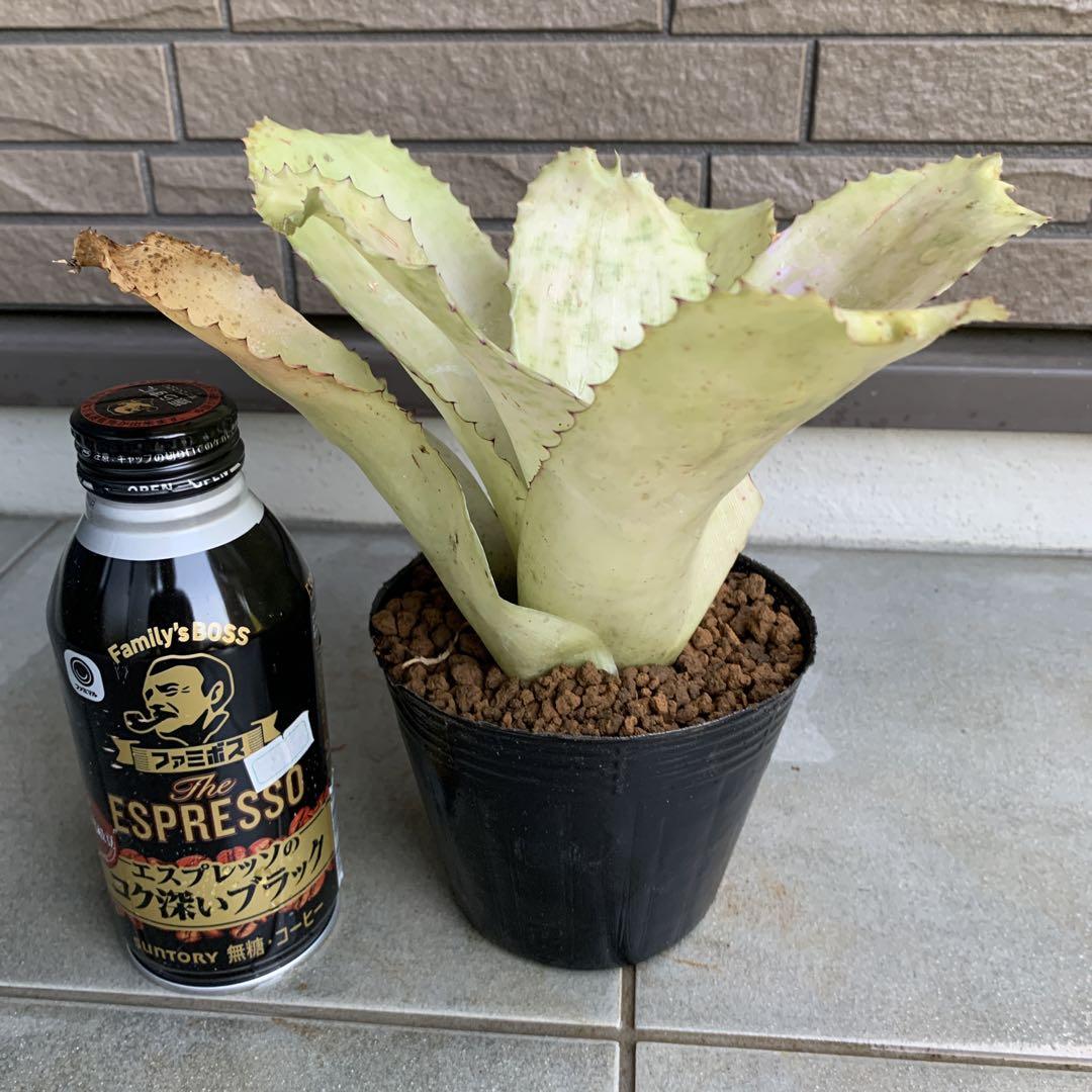 ブロメリア・エアープランツ Neoregelia Retrorsa