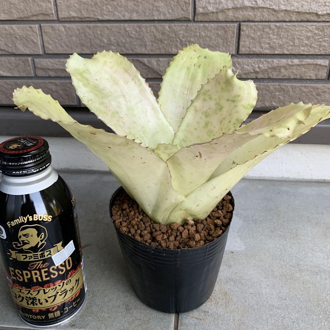 ブロメリア・エアープランツ Neoregelia Retrorsa