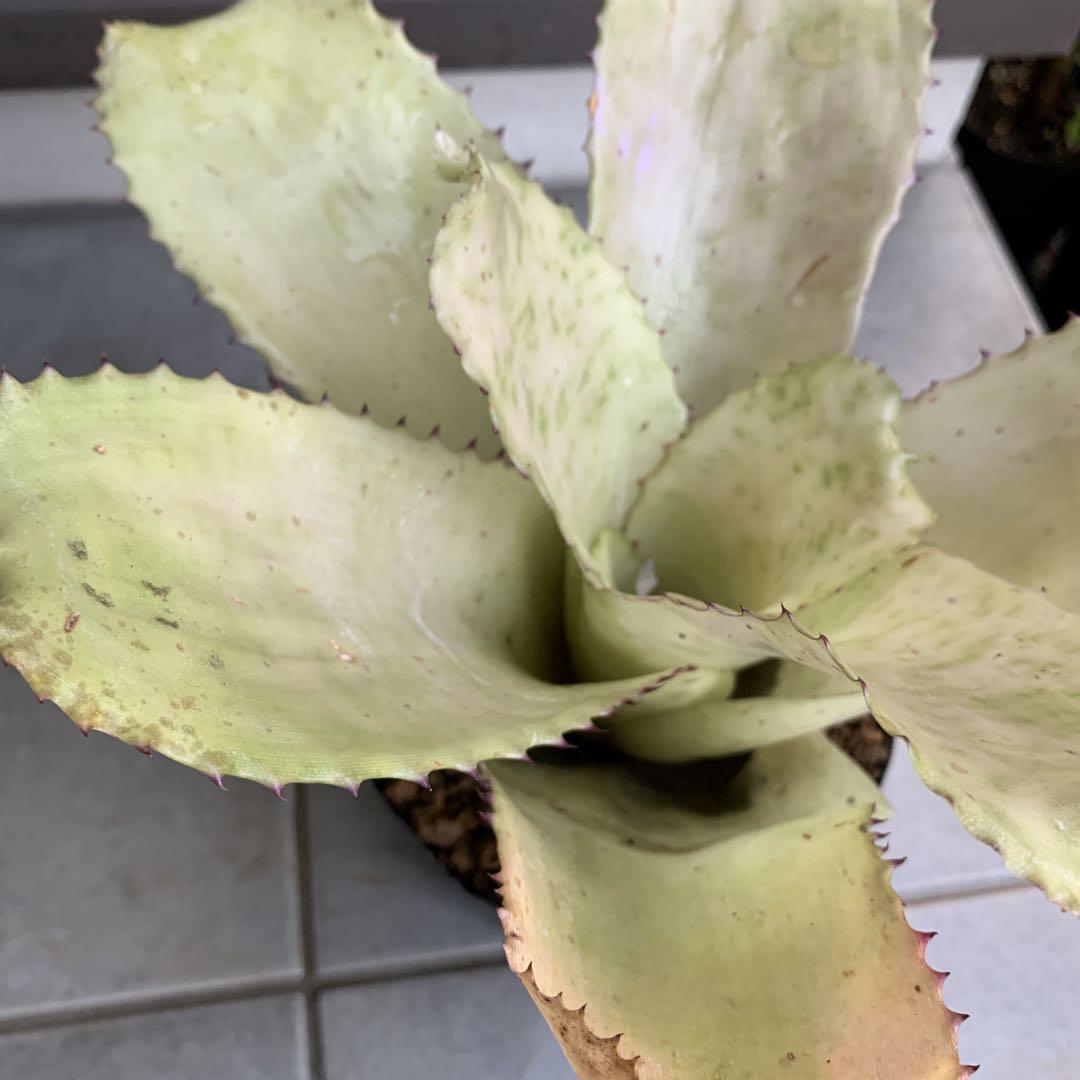 ブロメリア・エアープランツ Neoregelia Retrorsa