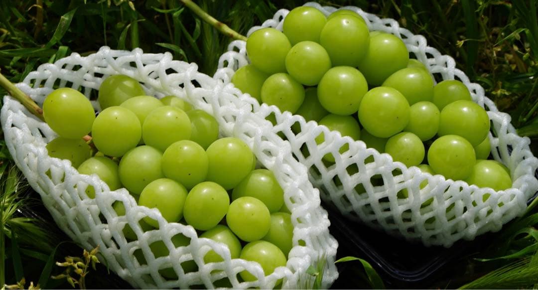 シャインマスカット2パックセット 【税込?送料無料】 1950円引き