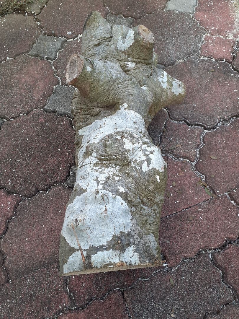 ツゲの木 丸太 つげ木 の木材 A