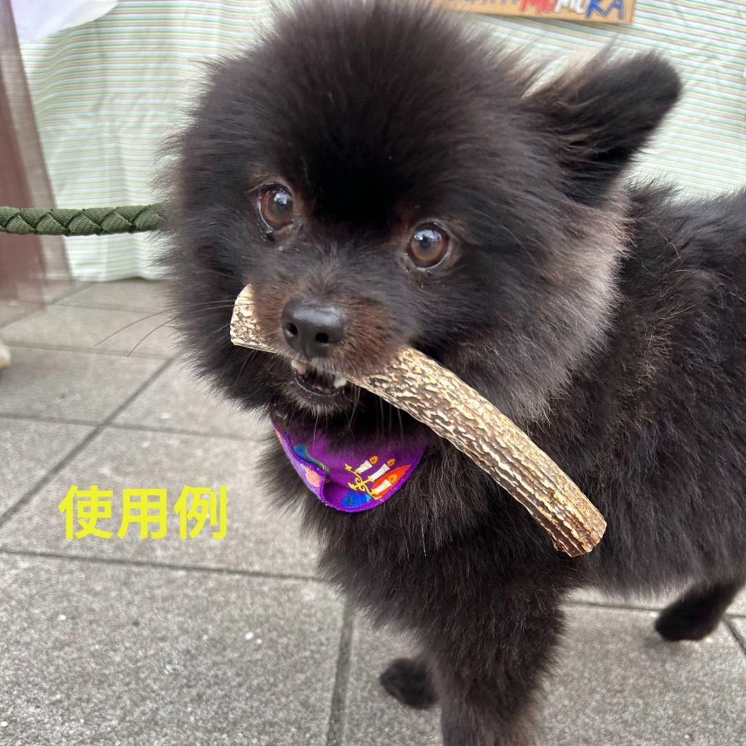 鹿の角 楽天市場】犬用おもちゃ 鹿の角 ノーカット 1本 （長さ25