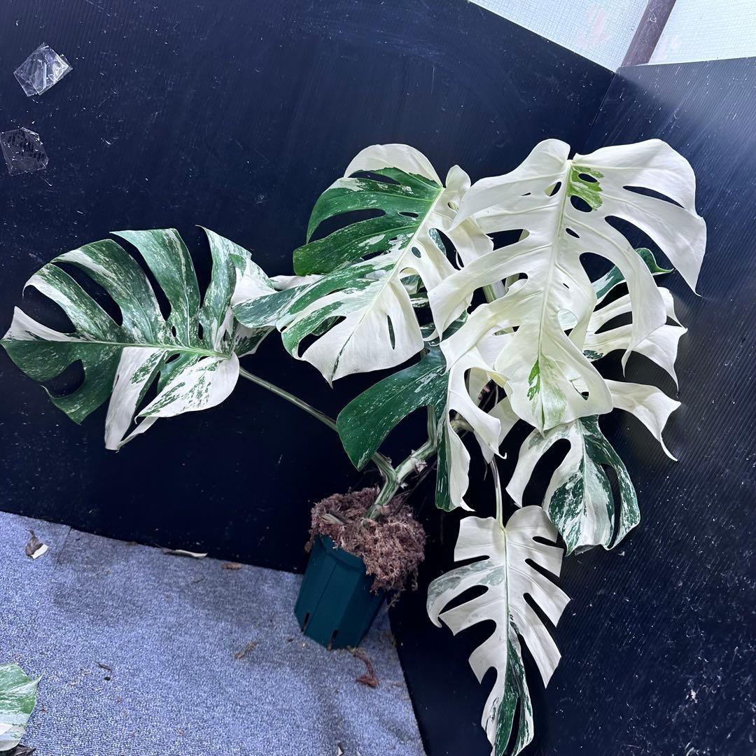 モンステラ斑入りホワイトタイガー極美散り斑高さ75cm ボルシギアナ モンステラ斑入りホワイトタイガー極美散り斑高さ75cm ボルシギアナ