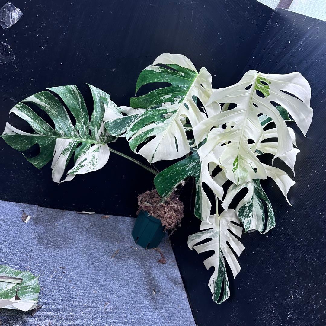 モンステラ斑入りホワイトタイガー極美散り斑高さ75cm ボルシギアナ モンステラ斑入りホワイトタイガー極美散り斑高さ75cm ボルシギアナ