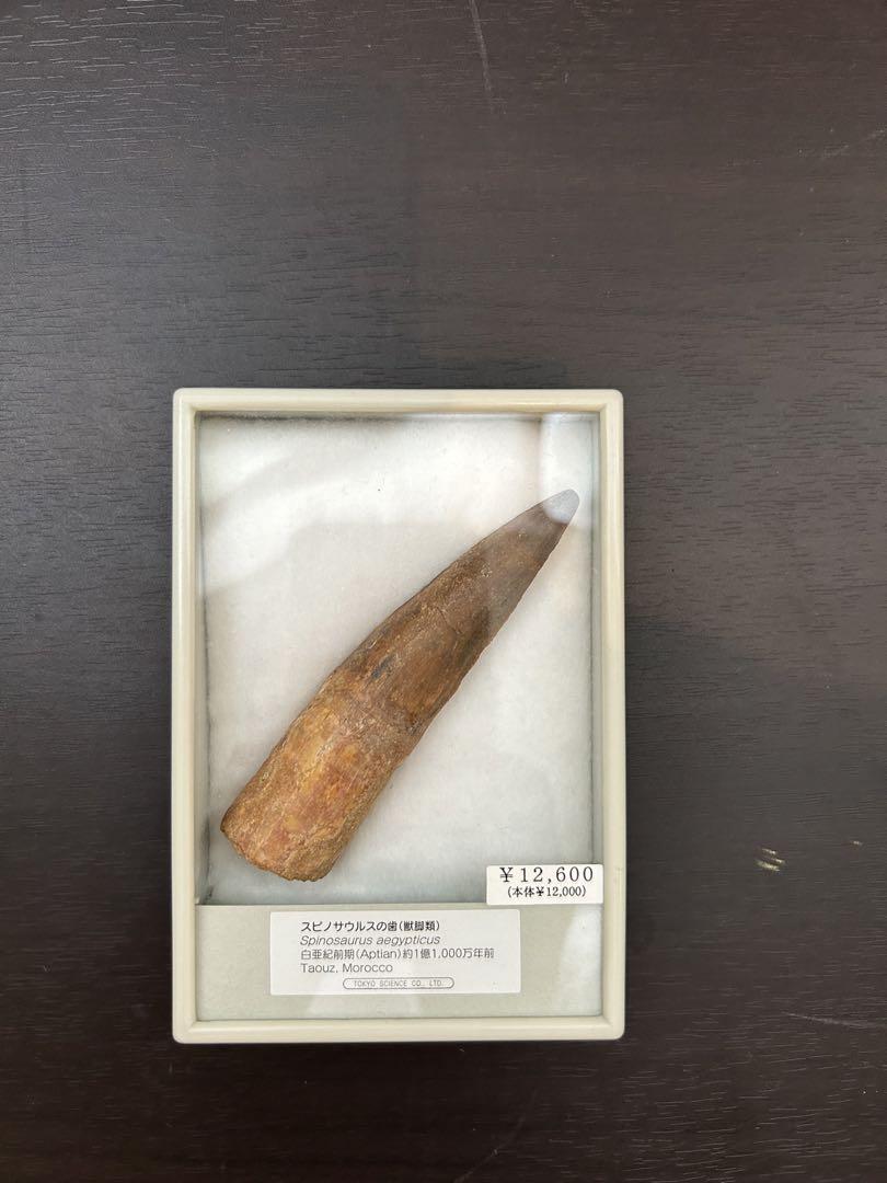 スピノサウルスの化石　歯