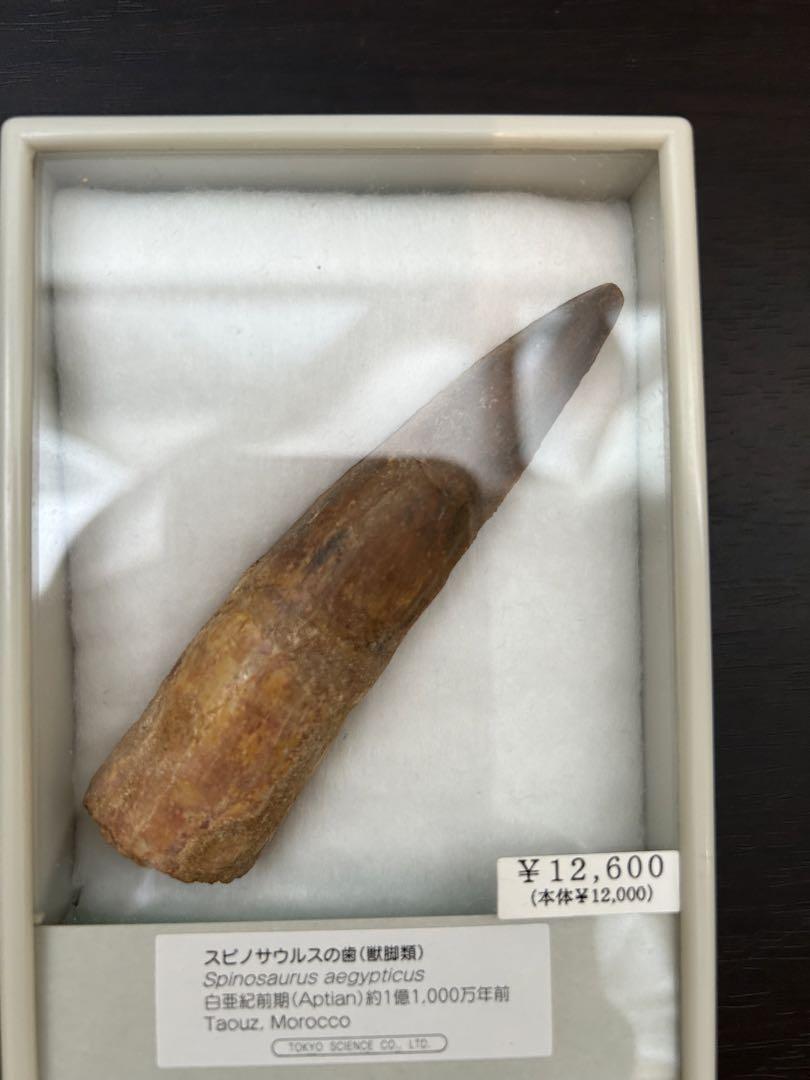 スピノサウルスの化石　歯