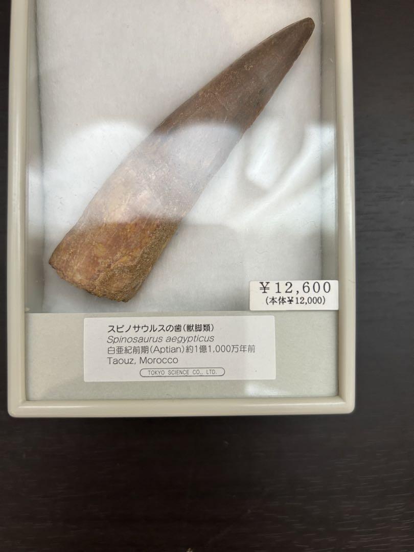 スピノサウルスの化石　歯