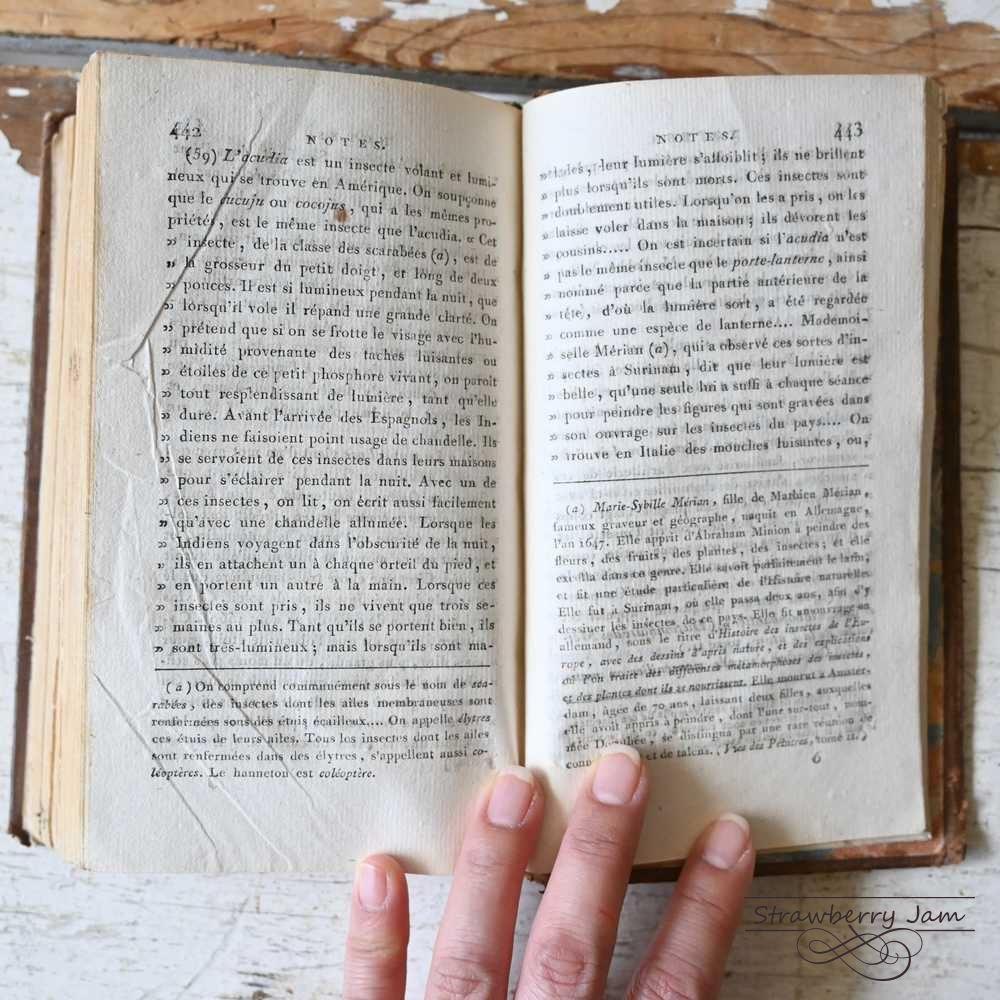 L3602-31 送料込！フランスアンティーク 1804年 洋書 古書