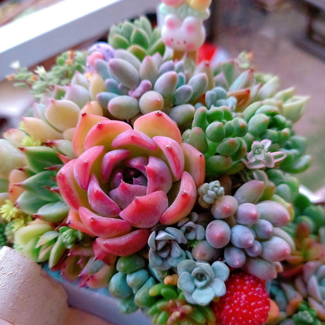 想像を超えての ♥多肉植物♥そのまま飾れる寄せ植え♥3点セット♥ メルカリ - その他多肉植物