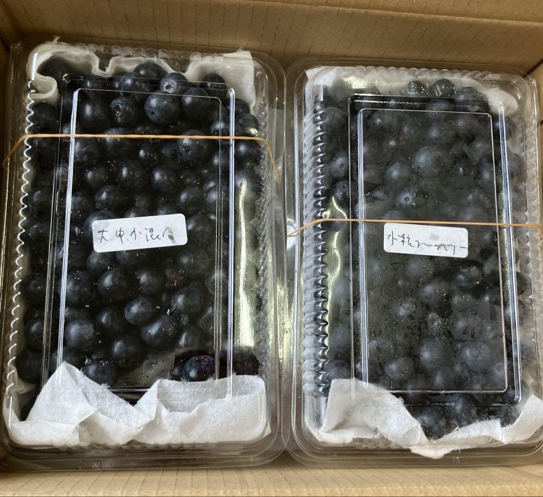 クール便　生ブルーベリーサイズ混合1.4kg