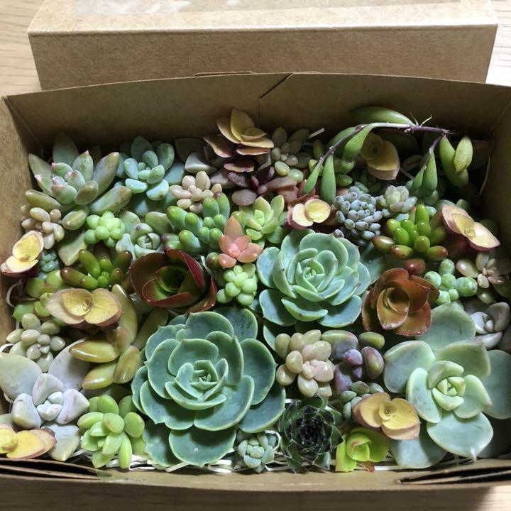 多肉植物✧*̣̩⋆̩☽七福神の寄せ植えセット
