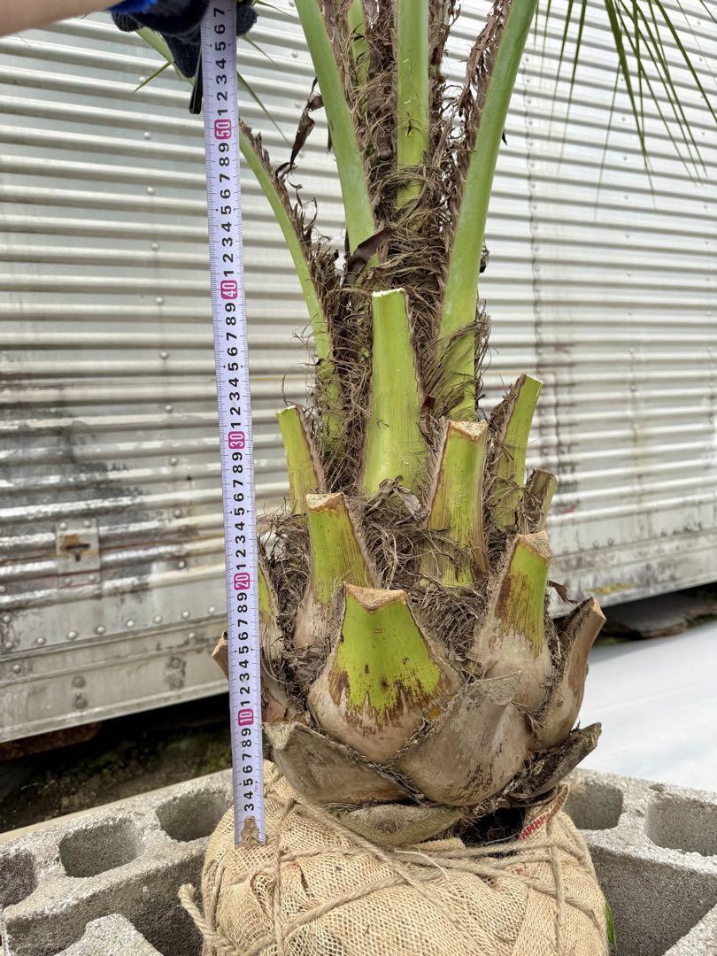 ココスヤシ　シルバーリーフ高さ260cm 幹回り85cm 幹高40〜50cm ②