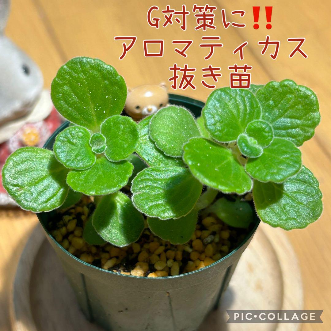 アロマティカス G対策に‼️ 抜き苗 根付き 2本 くまさん - メルカリ