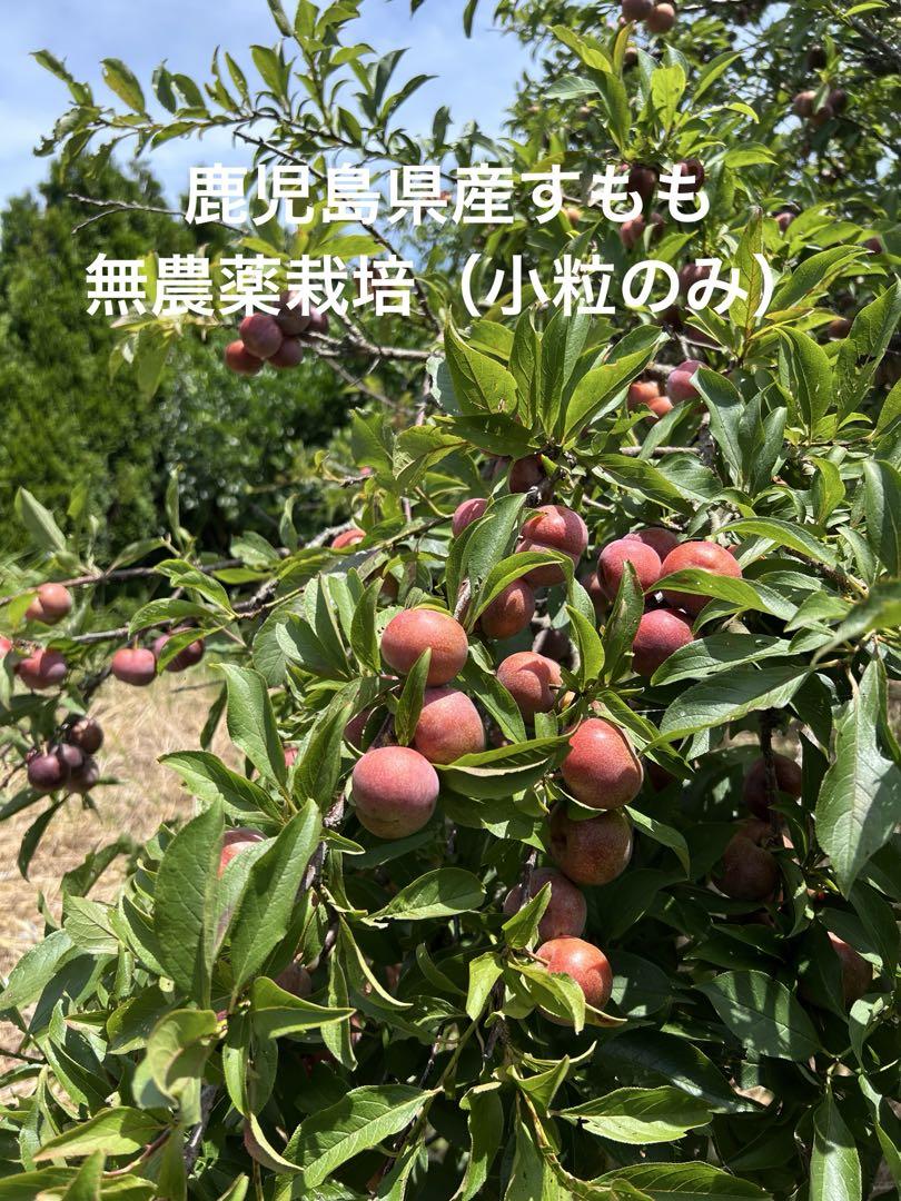 値下げ中！すもも 鹿児島産 無農薬5キロ 鹿児島県産 無農薬すもも 箱込み5キロ（小粒のみ） - メルカリ