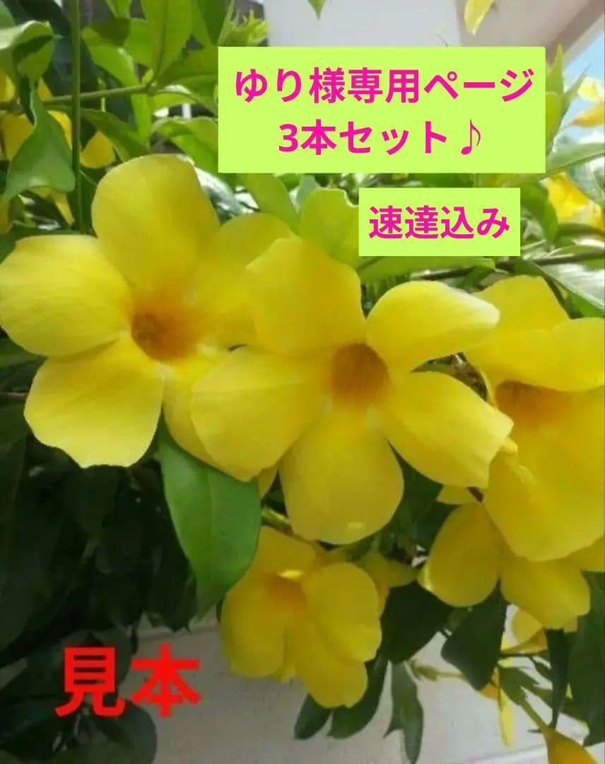 アラマンダ　アリアケカズラ　観葉植物
