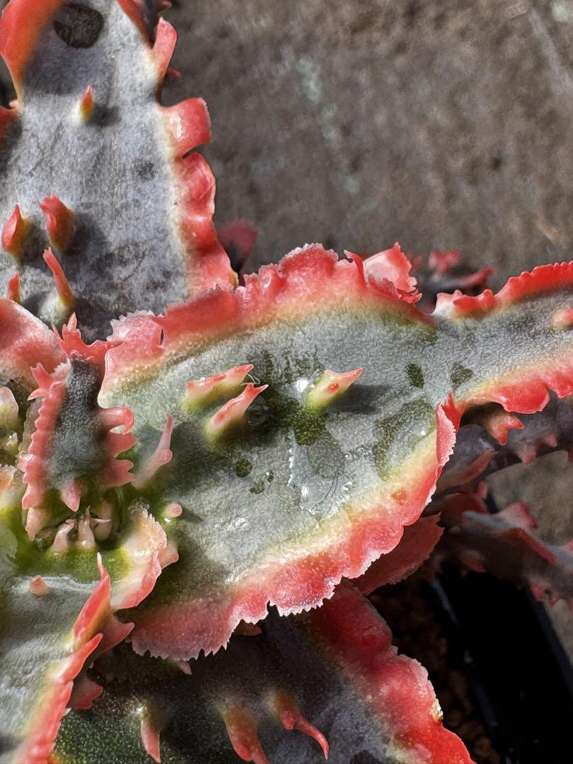 リクエスト　Aloe hybrid アロエ　ハイブリッド　第四種