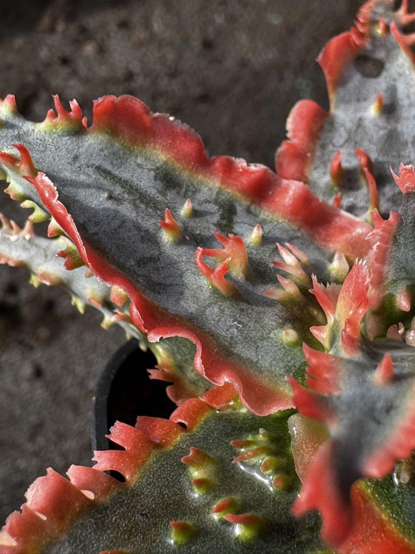 リクエスト　Aloe hybrid アロエ　ハイブリッド　第四種