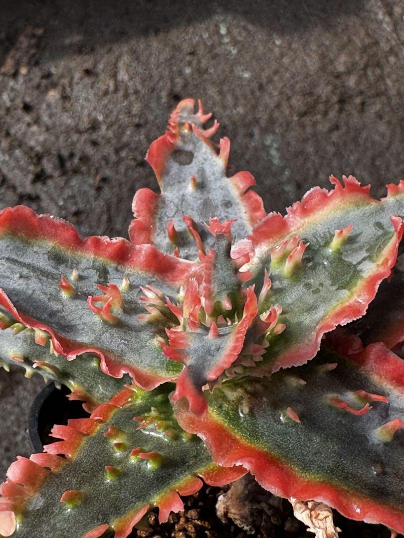 リクエスト　Aloe hybrid アロエ　ハイブリッド　第四種