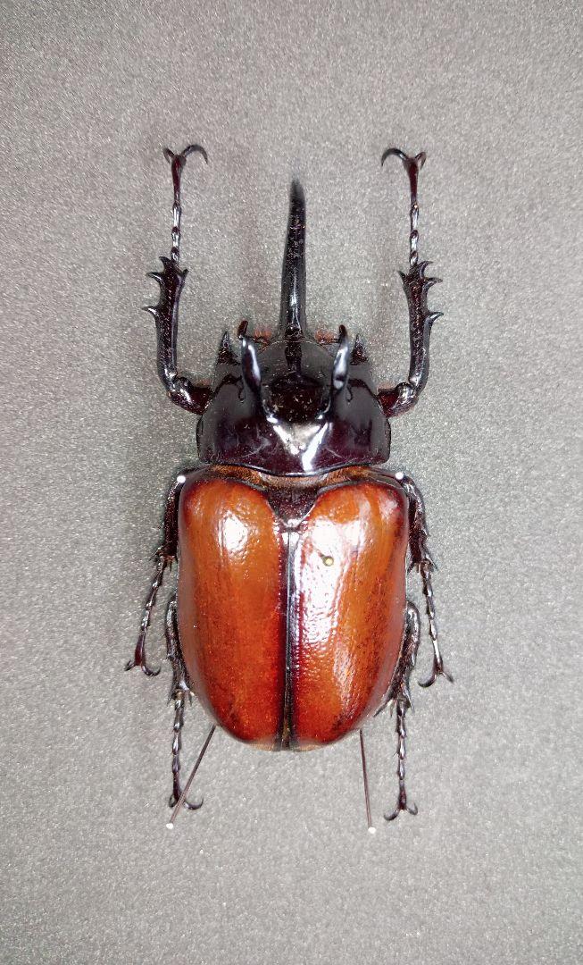 昆虫標本。3 本ツノカブト . 昆虫標本】 アンダマンカギツノクワガタ ♀