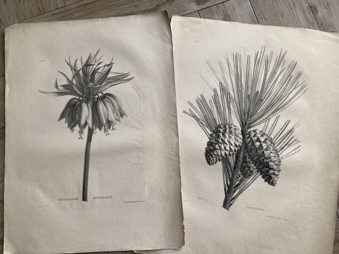 フランスアンティーク　植物版画　紙もの