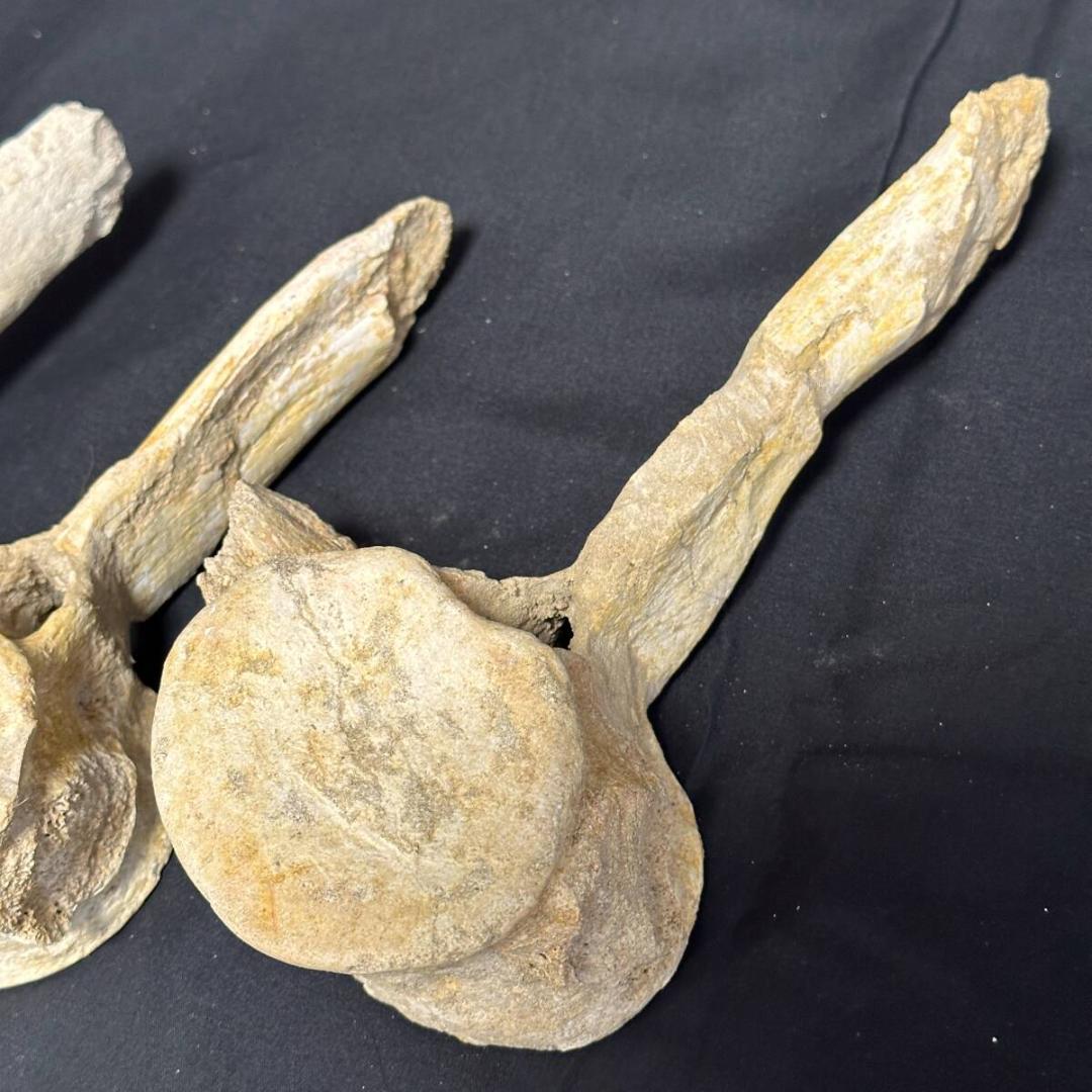 プレシオサウルス 脊柱 3個 化石 海生爬虫類 歯 牙 爪 1105 画像5