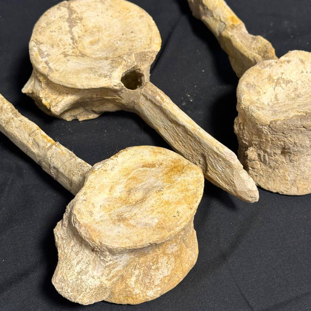 プレシオサウルス 脊柱 3個 化石 海生爬虫類 歯 牙 爪 1105 画像6
