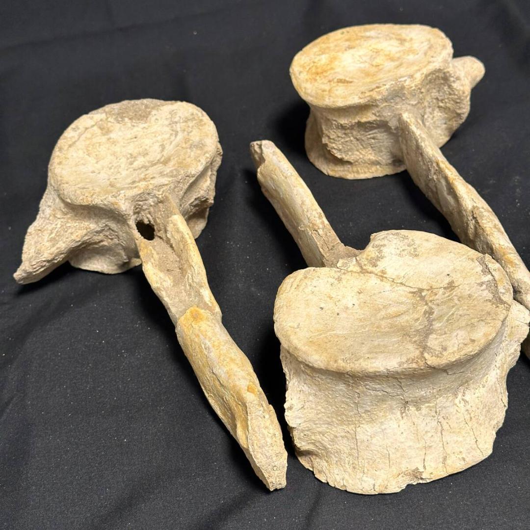 プレシオサウルス 脊柱 3個 化石 海生爬虫類 歯 牙 爪 1105 画像7