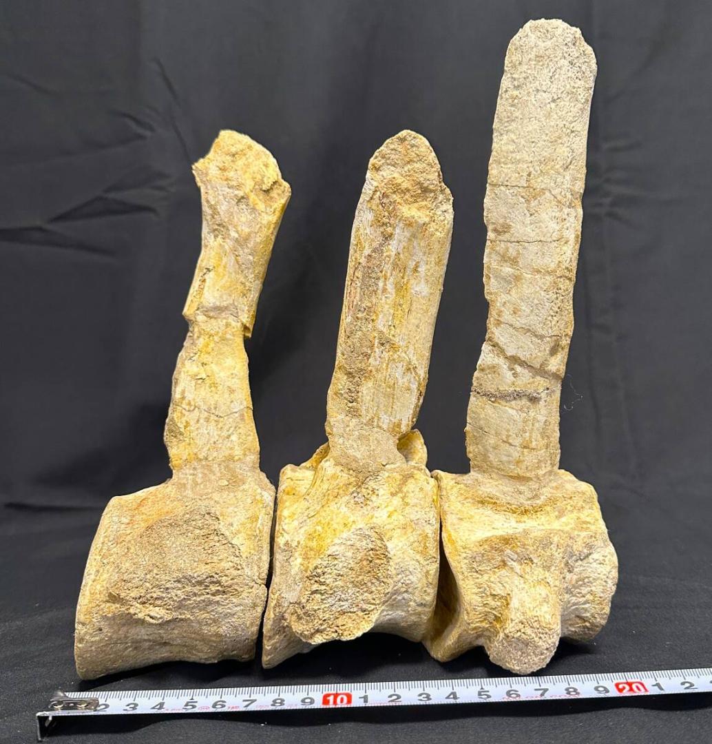 プレシオサウルス 脊柱 3個 化石 海生爬虫類 歯 牙 爪 1105 画像8