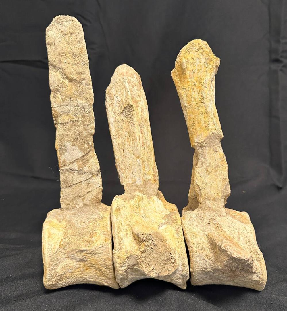 プレシオサウルス 脊柱 3個 化石 海生爬虫類 歯 牙 爪 1105 画像9