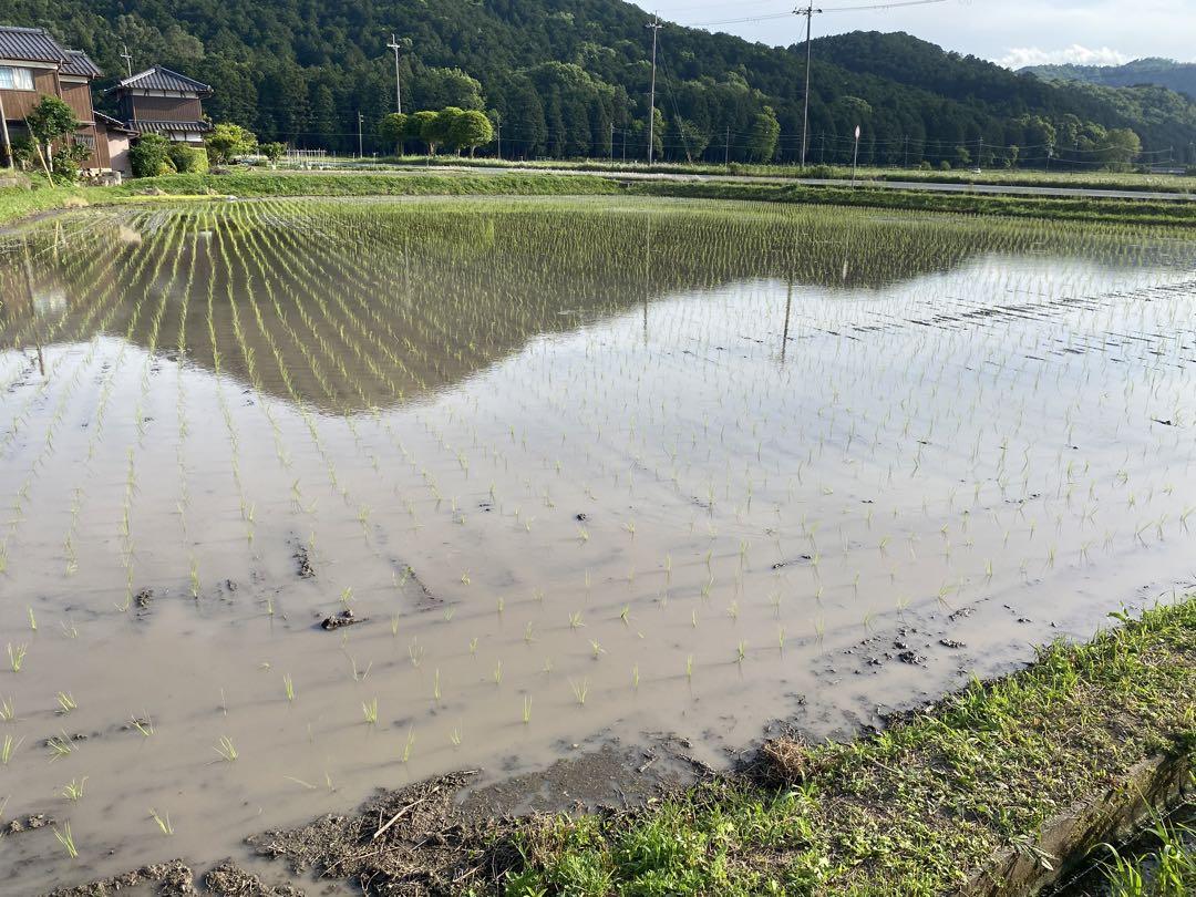 白米 10kg 栽培期間中無農薬無化学肥料