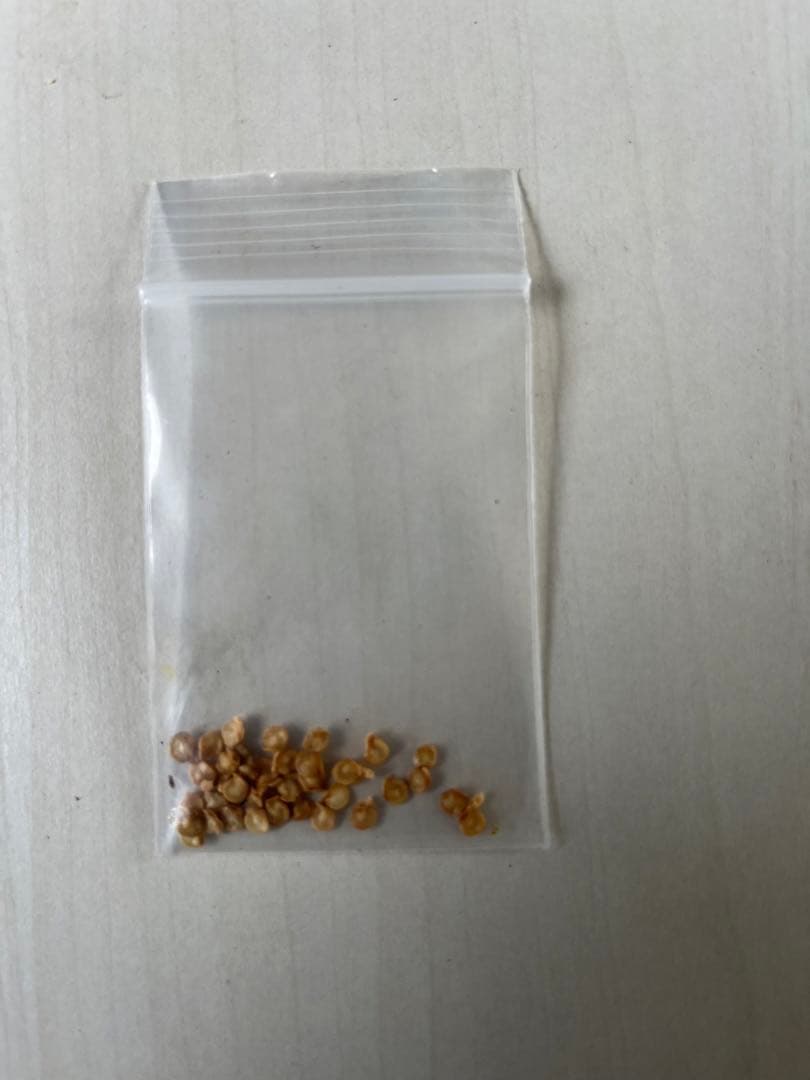 キャロライナリーパ種 メルカリ