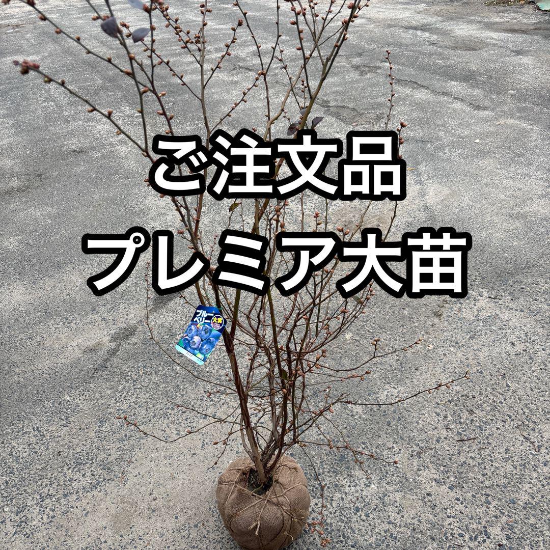 ご注文品　プレミア　大苗　ブルーベリー苗
