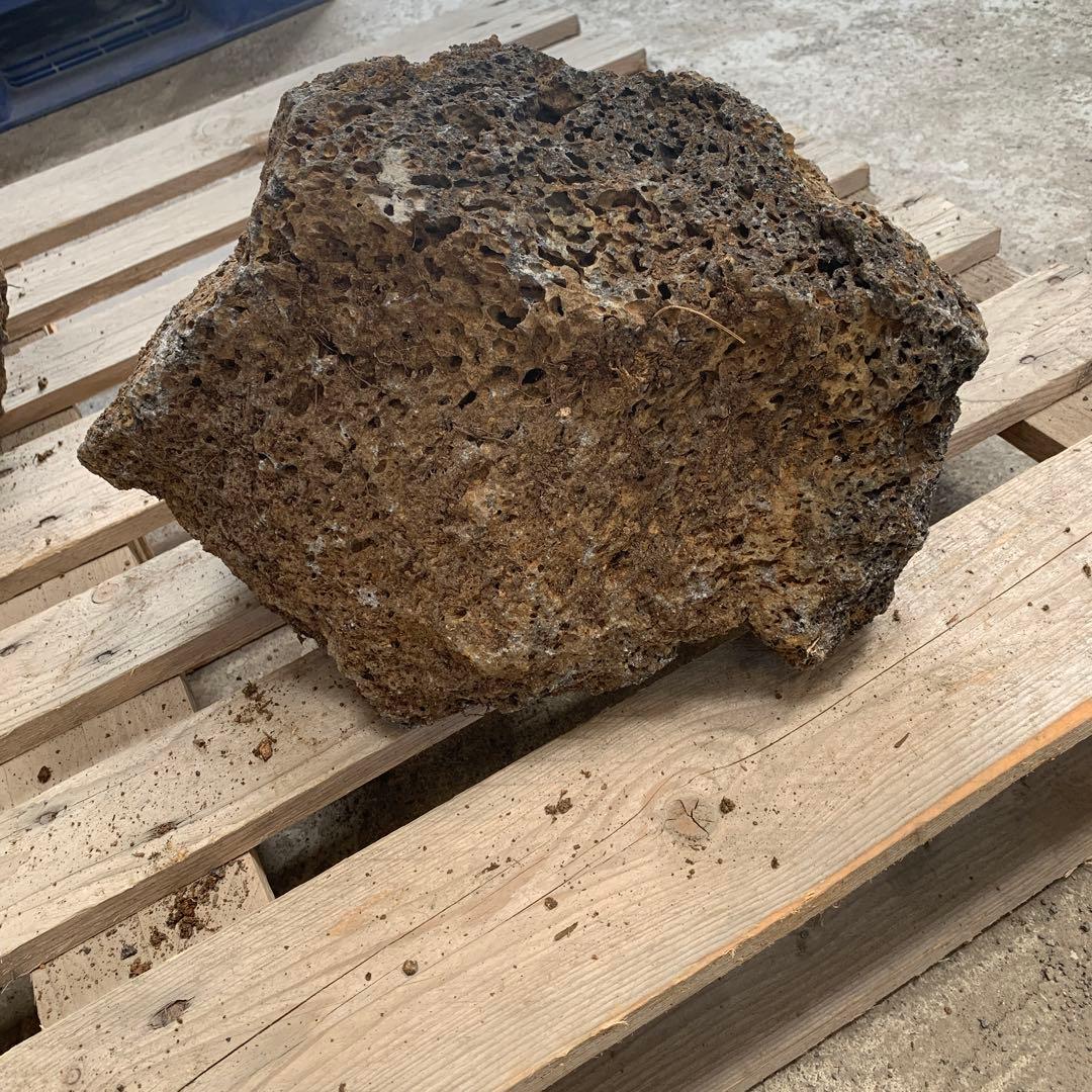 いしい様専用】16-19kg 35-40センチ 1個 黒 水槽 アクアリウム 定番の