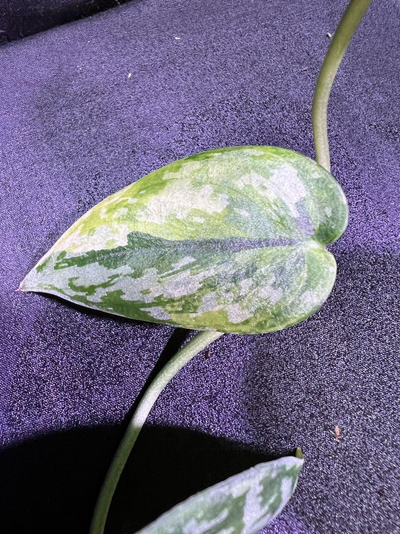 雪の豪奢 スキンダプサス アポラキ メルカリ - その他観葉植物