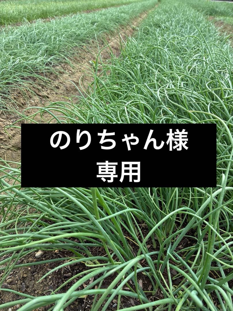 のりちゃん様専用ページ▼玉ねぎ苗
