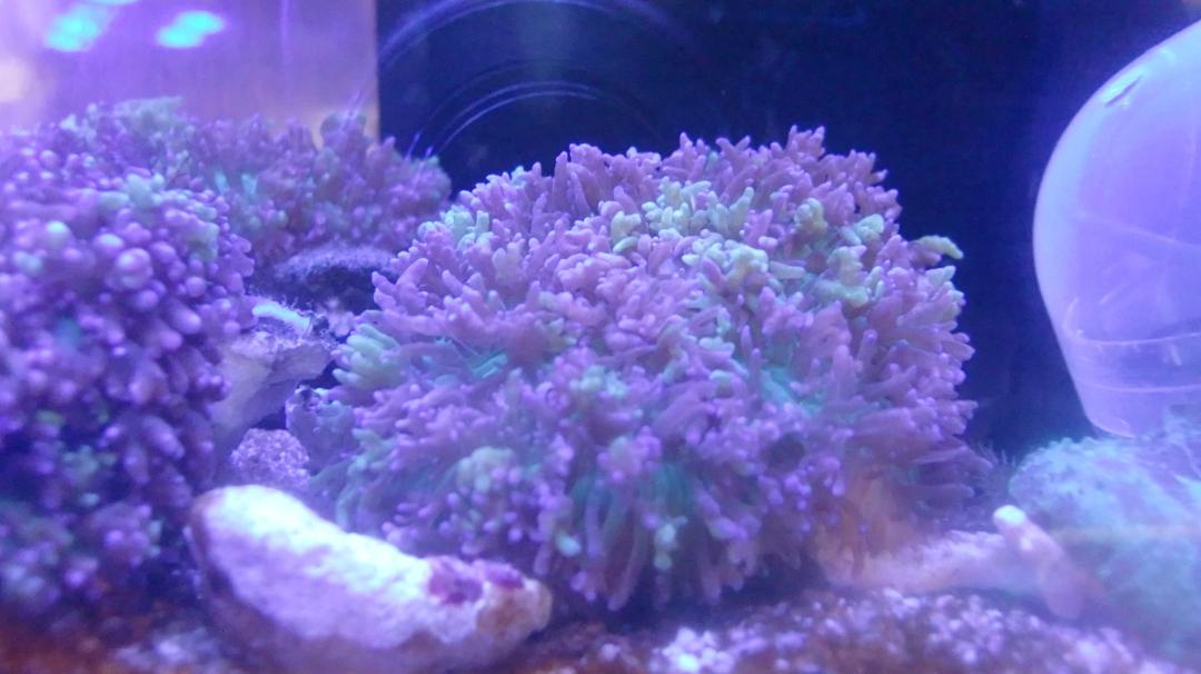 【即日発送】 ディスクコーラルヘアリータイプ蛍光(mix・SP）1個付 岩着サイズ 海水魚用品