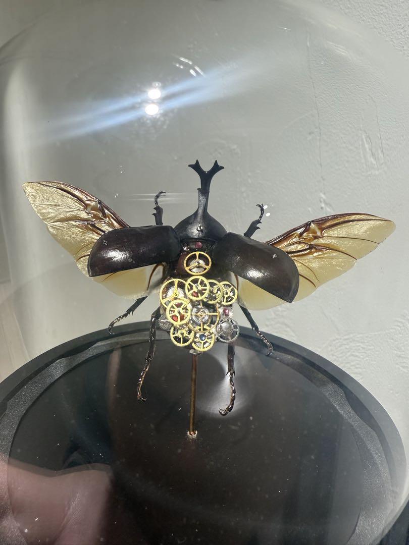 カブトムシ