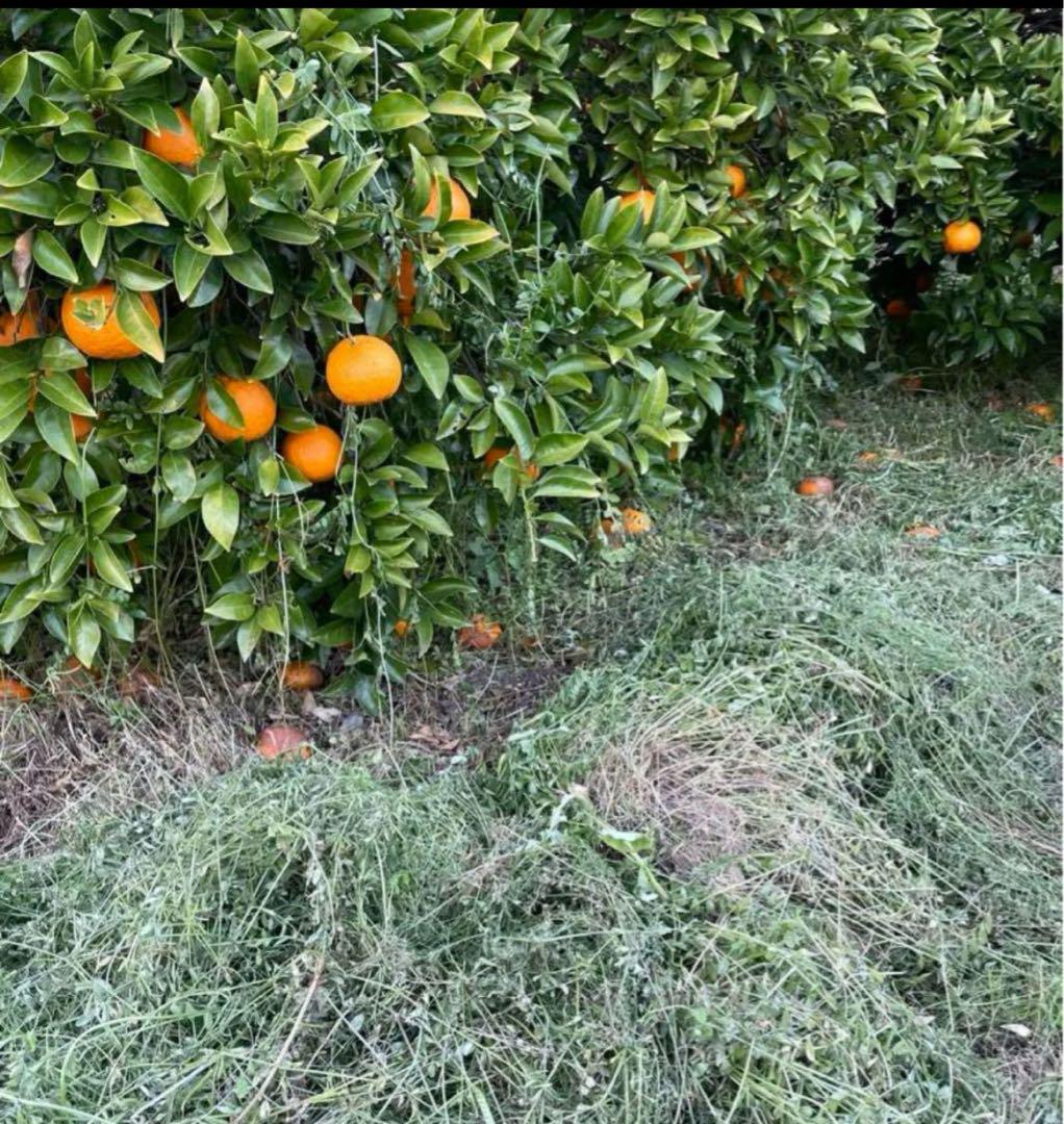 甘夏みかん 紅甘夏みかん木成り完熟農薬不使用栽培20kg（310）