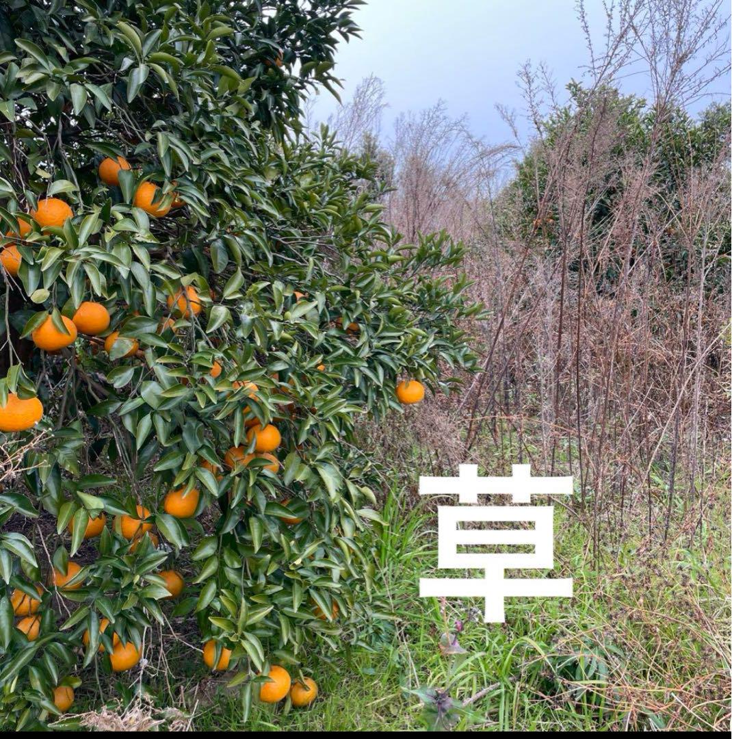 甘夏みかん 紅甘夏みかん木成り完熟農薬不使用栽培20kg（310）