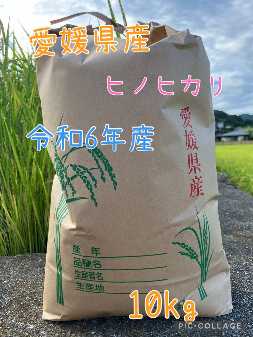 愛媛県産 ヒノヒカリ 10kg 令和6年☆送料込 - 米・雑穀・粉類