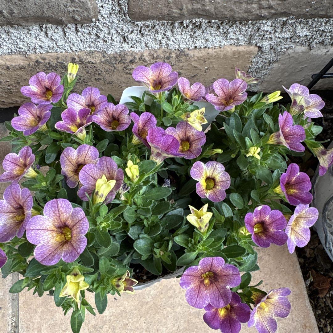 パープルスイート紫芋苗200本 パープルスイート紫芋苗200本 苗