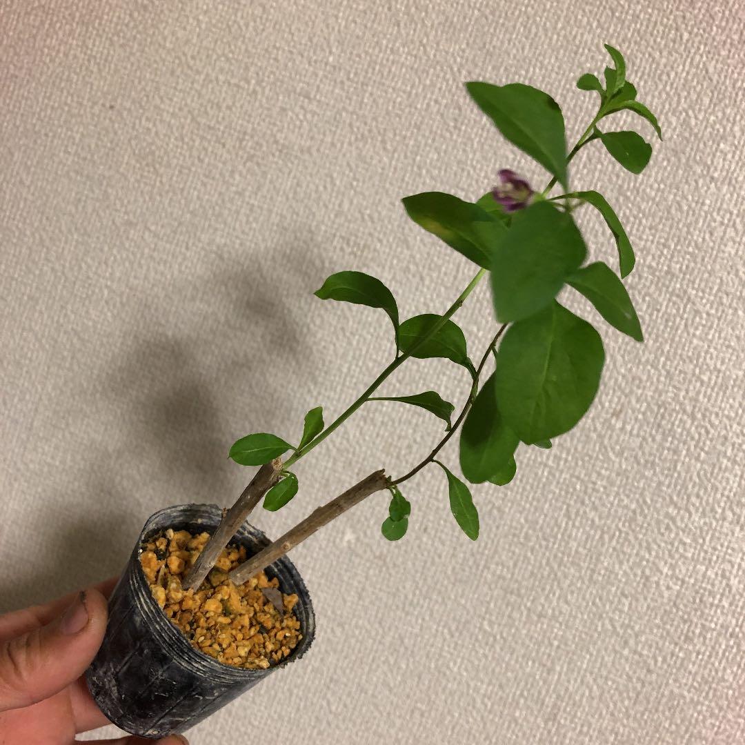 クコの実の苗m87 花付き 枸杞の実の苗木 くこ 漢方 ハーブ 96 Off クコの実の苗m87 花付き 枸杞の実の苗木 くこ 漢方 ハーブ 96 Off