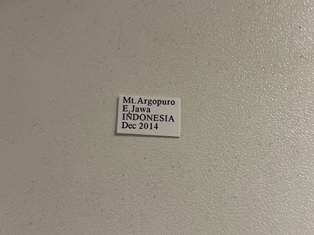 Megascoliaハチトンボ傷や汚れあり