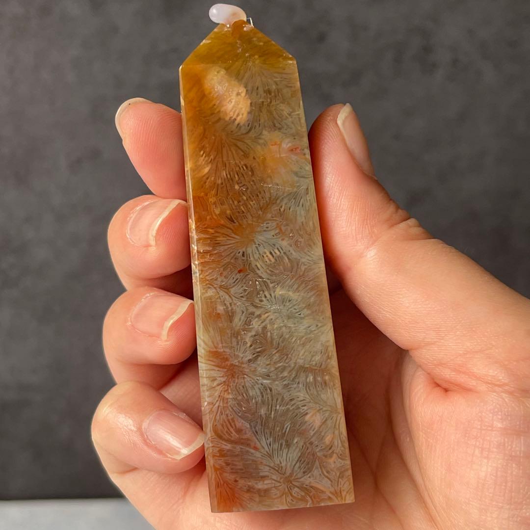 フォッシルコーラル ポイント フォッシル・コーラル Memories