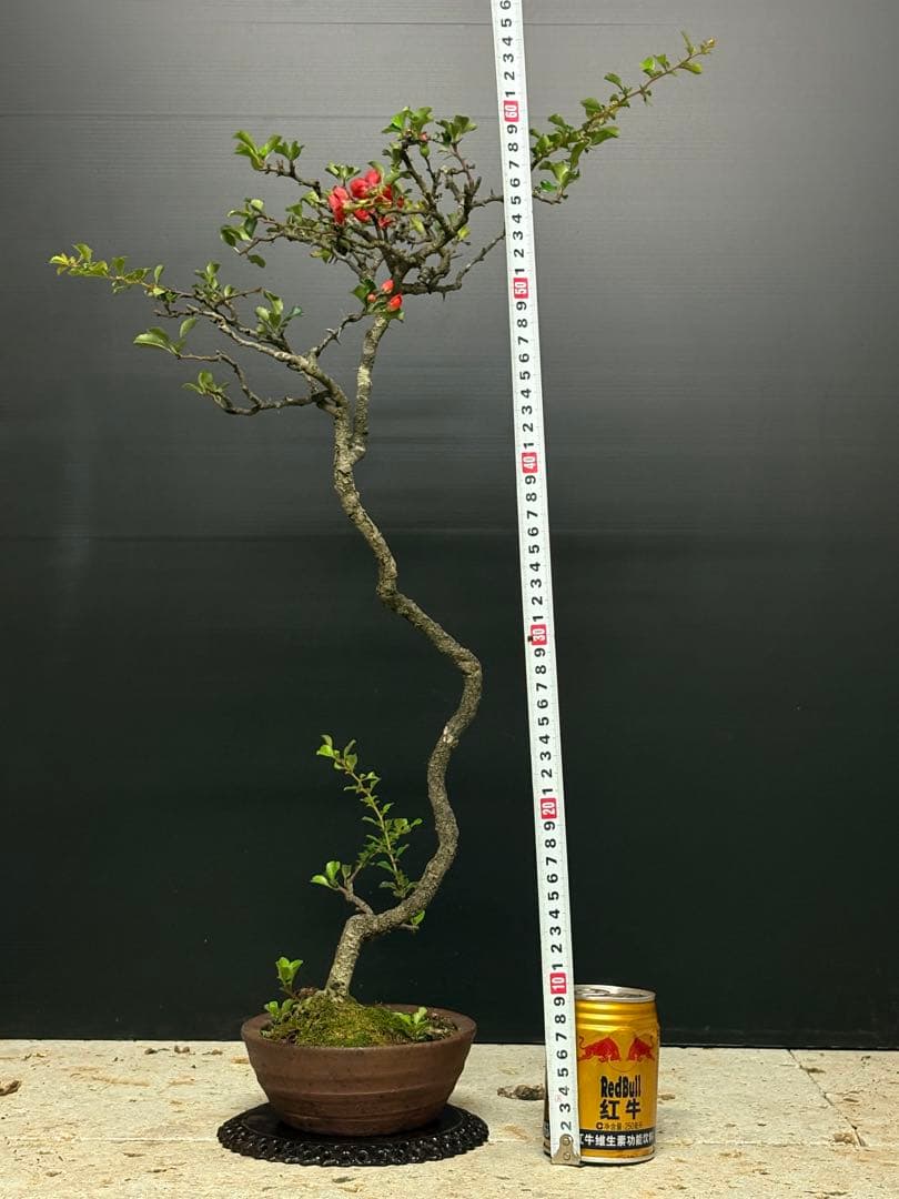 長寿梅|たまにはこんな品でも|鉢 凡才傷や汚れあり