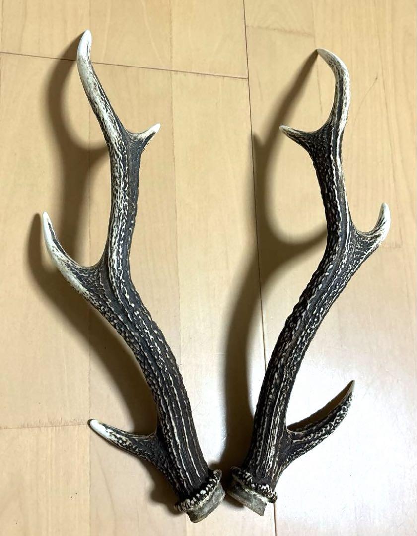 日本鹿　角　一対　2本セット　ニホンジカ　ツノ　Ｔ