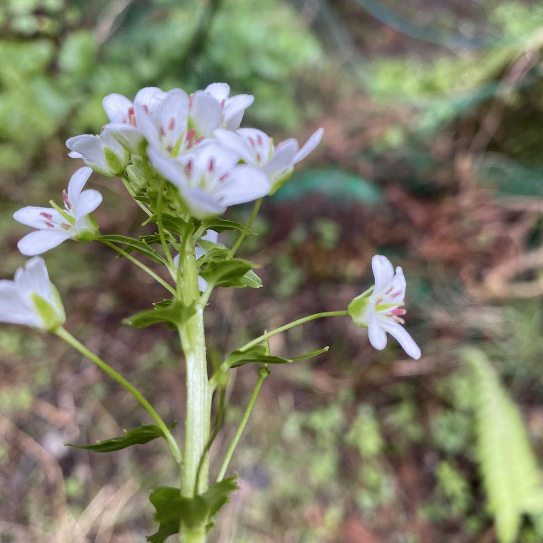 【特別価格】　花わさび　2kg