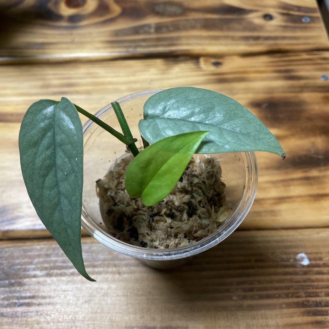 ポトス 観葉植物 マーブルクイーン 抜き苗 なつかしく